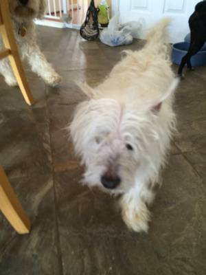 Safe West Highland White Terrier in Middletown, DE