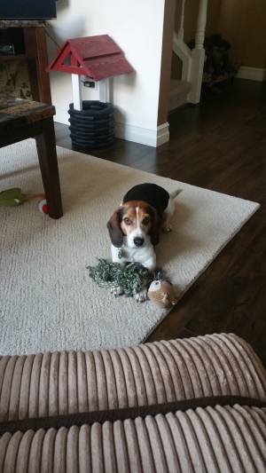 Safe Beagle in Auburn, WA