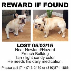 Safe French Bulldog in Westminster, CA