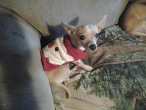 Safe Chihuahua in Campbellsville, KY