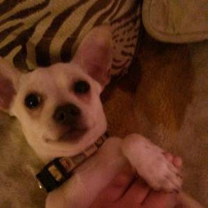Safe Chihuahua in Williston, FL