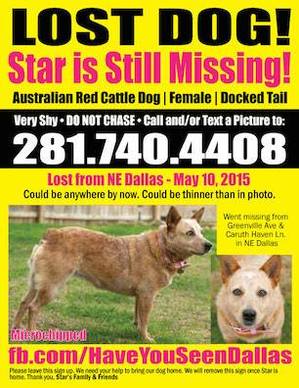 Safe Australian Cattle Dog in Dallas, TX