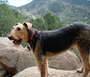 Safe Airedale Terrier in Howard, CO