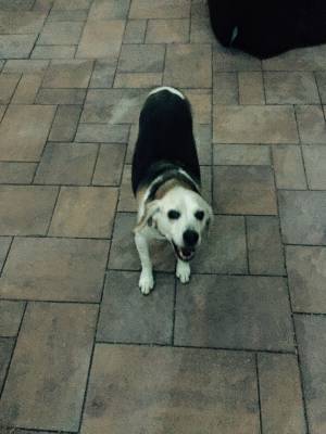 Safe Beagle in Moriches, NY