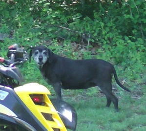 Safe Dog in Front Royal, VA