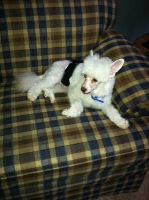 Safe Chinese Crested in Morgantown, WV