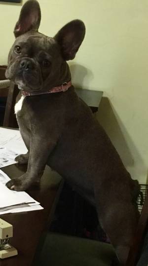 Safe French Bulldog in Edgewater, FL