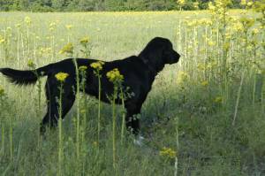 Safe Labrador Retriever in Marysville, IN