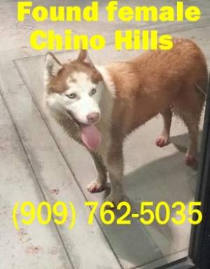 Safe Siberian Husky in Chino Hills, CA