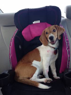 Safe Beagle in Gulfport, MS