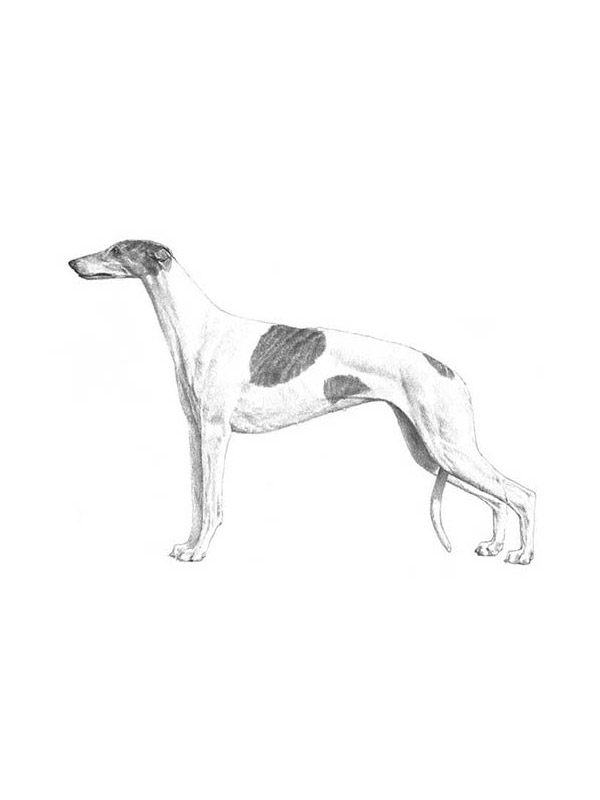 Safe Greyhound in Saint Petersburg, FL