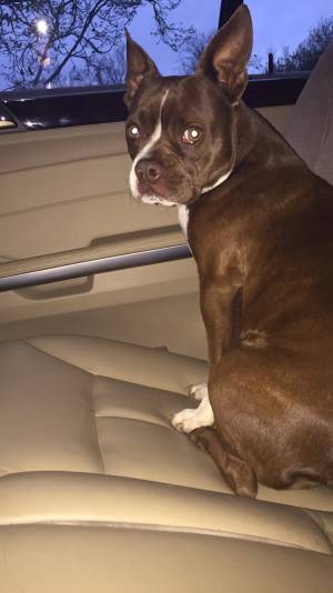 Safe Boston Terrier in Gilroy, CA