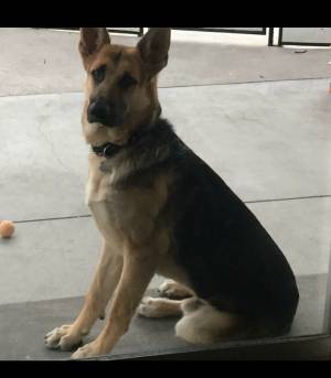 Safe German Shepherd Dog in Pacoima, CA