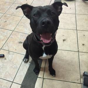 Safe Pit Bull in Brooklyn, NY