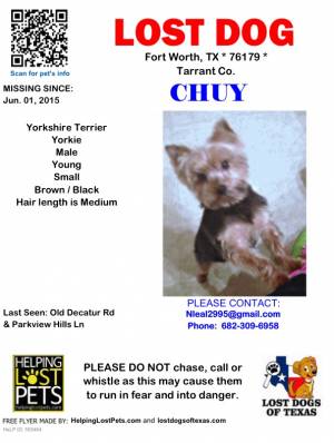 Safe Yorkshire Terrier in Fort Worth, TX