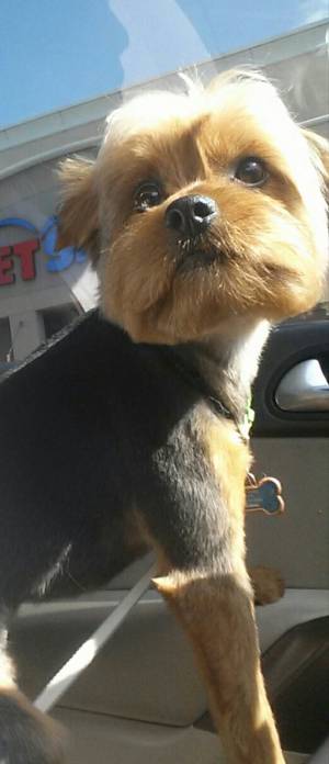 Safe Yorkshire Terrier in Baltimore, MD