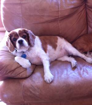 Safe Cavalier King Charles Spaniel in Brentwood, CA