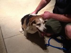 Safe Beagle in Philadelphia, PA
