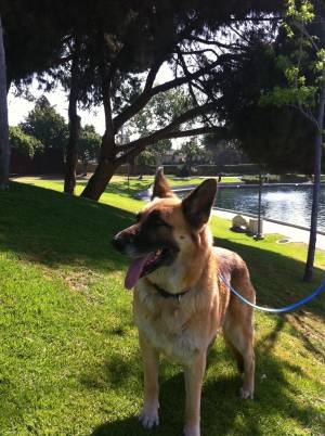 Safe German Shepherd Dog in Los Angeles, CA
