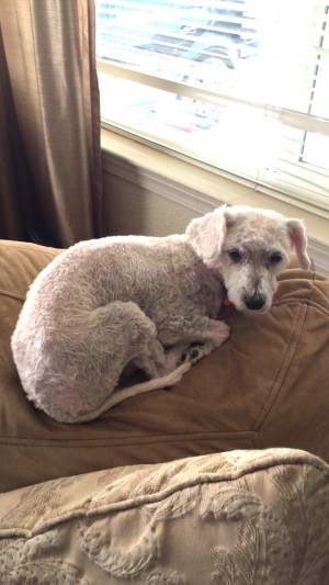 Safe Poodle in Pittsburg, CA