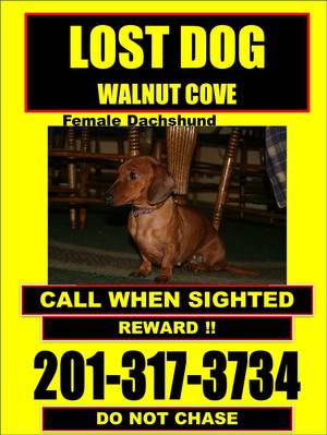 Safe Dachshund in Walnut Cove, NC