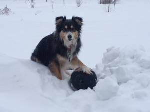 Safe Border Collie in Stephentown, NY