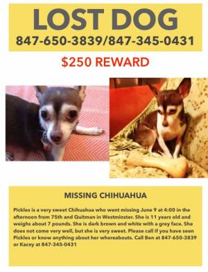Safe Chihuahua in Westminster, CO
