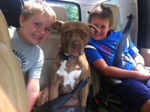 Safe Pit Bull in Conowingo, MD