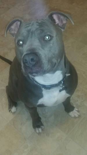 Safe Pit Bull in Levittown, PA