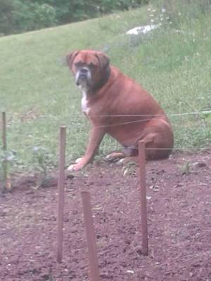 Safe Boxer in Sevierville, TN