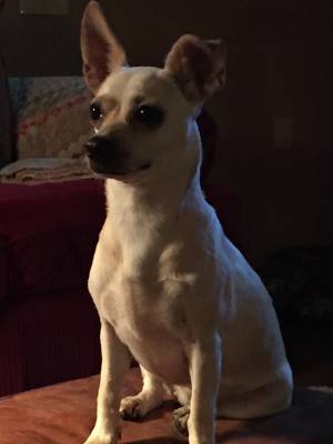 Safe Chihuahua in Manvel, TX