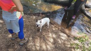 Safe French Bulldog in Lake George, CO