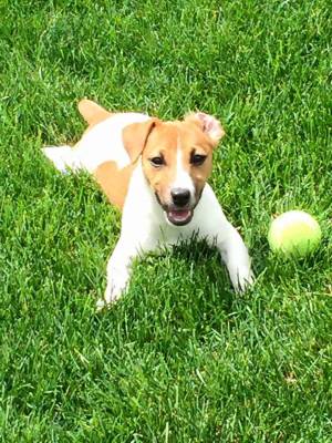 Safe Jack Russell Terrier in South Elgin, IL