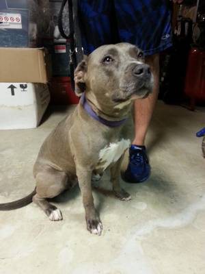 Safe Pit Bull in Crownsville, MD