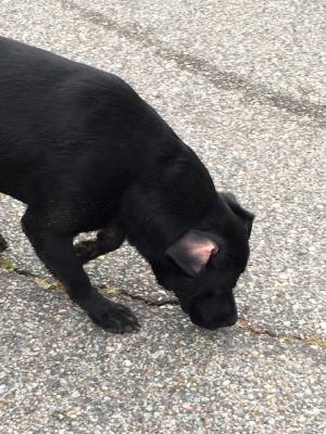 Safe Labrador Retriever in Portsmouth, VA