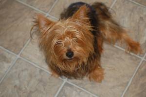 Safe Silky Terrier in Chattanooga, TN