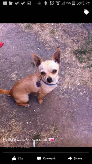 Safe Chihuahua in Inglewood, CA