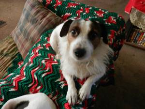Safe Jack Russell Terrier in Spring Hill, FL