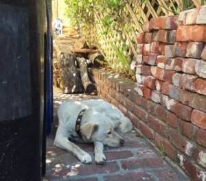 Safe Labrador Retriever in Los Angeles, CA