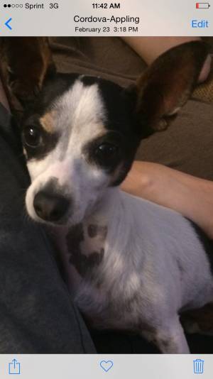 Safe Chihuahua in Cordova, TN