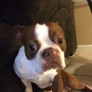 Safe Boston Terrier in Brentwood, CA