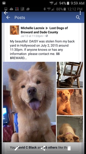 Safe Chow Chow in Dania, FL