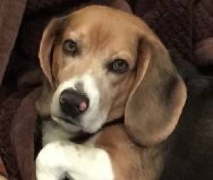 Safe Beagle in New Braunfels, TX