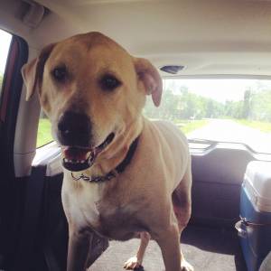 Safe Labrador Retriever in Melrose, FL