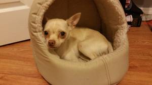 Safe Chihuahua in Staten Island, NY
