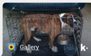 Safe Boxer in Laceyville, PA