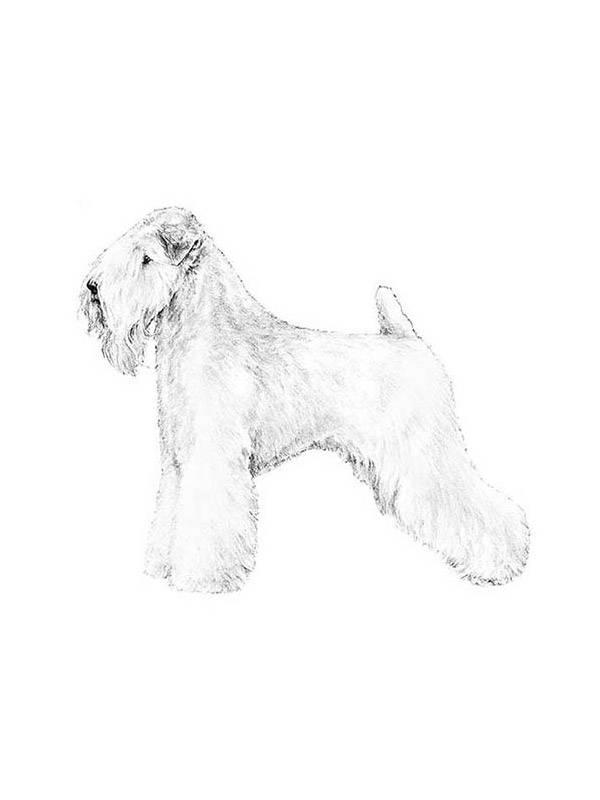 Safe Soft Coated Wheaten Terrier in Madison, WI
