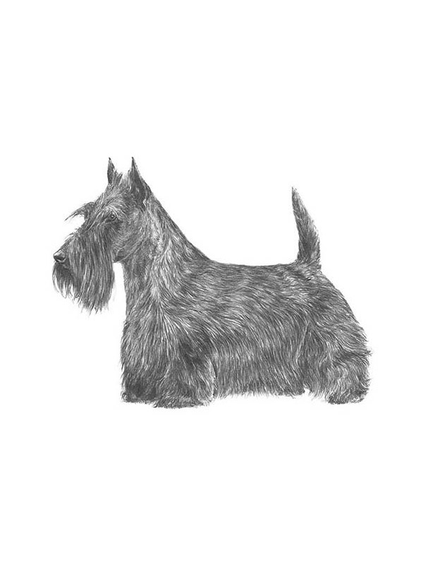 Safe Scottish Terrier in West Chester, PA