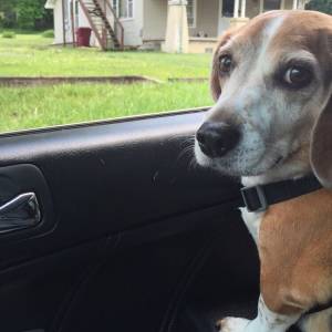 Safe Beagle in Johnson City, TN