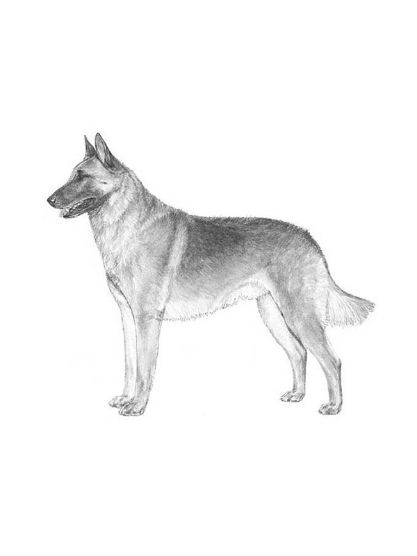 Safe Belgian Malinois in Springfield, OR